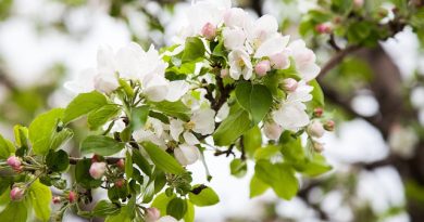 Muligheder med mini æbletræer til krukkeplantning