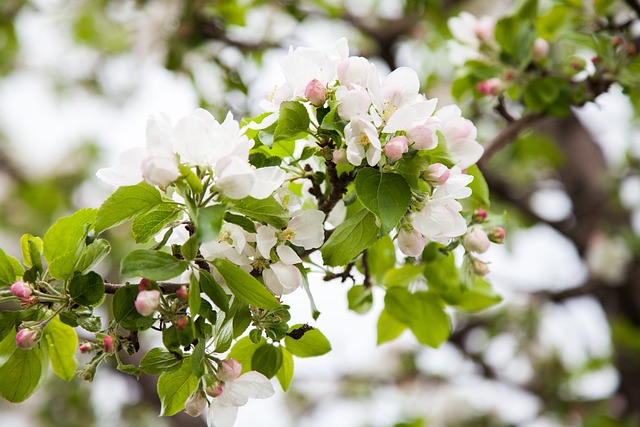 Muligheder med mini æbletræer til krukkeplantning